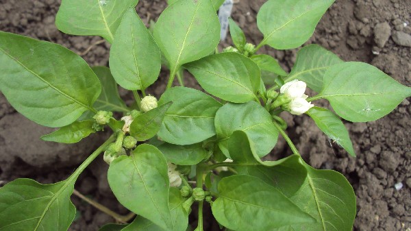 Doe hill_serre_050710.JPG