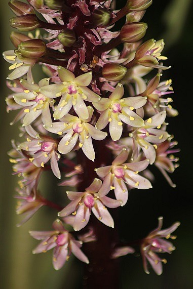 eucomis SB 2507.JPG