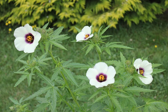 hibiscus cannabinus 2507.JPG