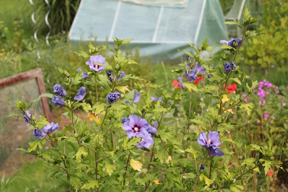 hibiscus syriacus OB 2507.JPG