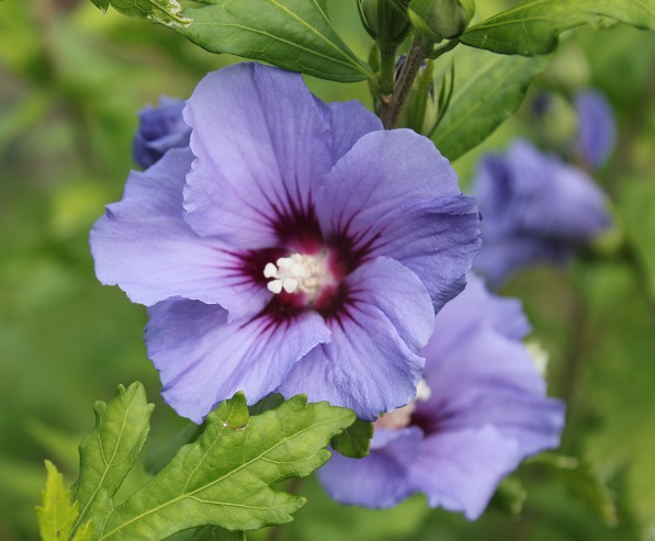 Hibiscus oiseau bleu 2507.JPG