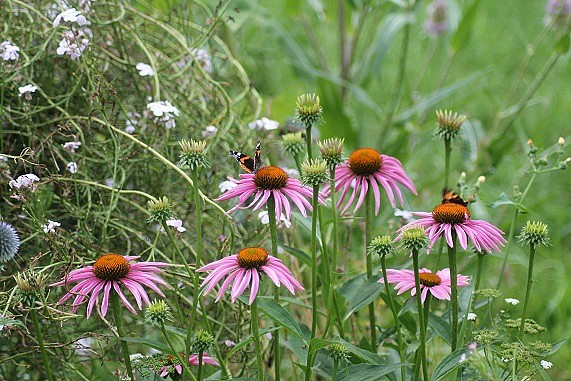 echinacea purpurea 2507.JPG
