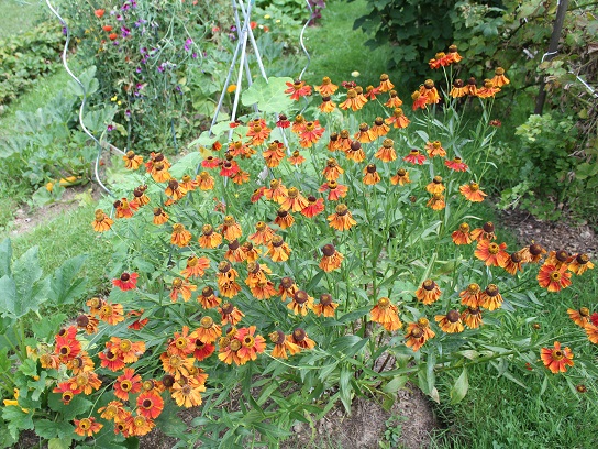 helenium 2507.JPG