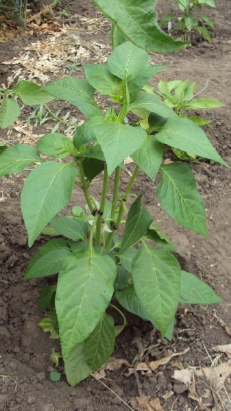 Mauve lilac_serre_050710_1.JPG