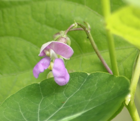 haricot d'echenans fleur 2407.JPG