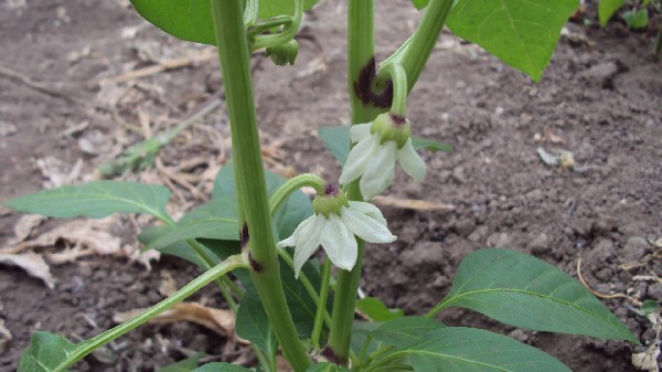 Mauve lilac_serre_050710_2.JPG