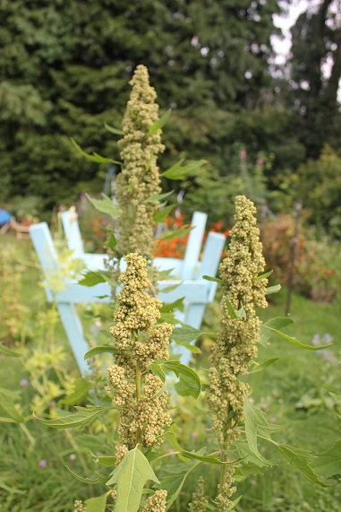 quinoa 2507.JPG