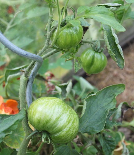 solar flare 2507.JPG