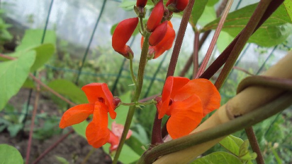wisley magic_050710_2.JPG
