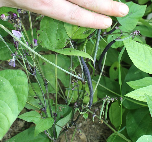 haricot violet pourpre 3007.JPG