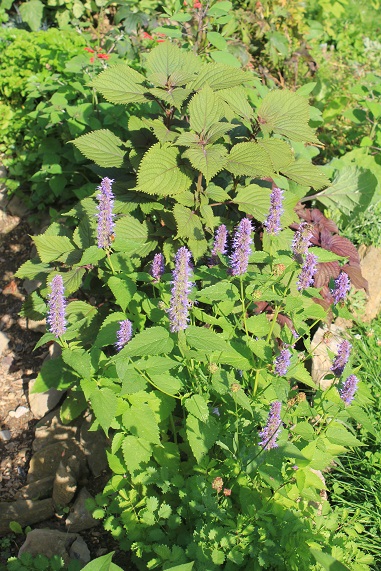 agastache 1208.JPG