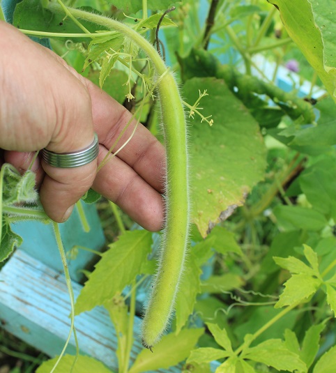 courge serpent de Sicile 1208.JPG