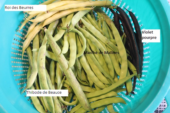 haricots 0808.JPG