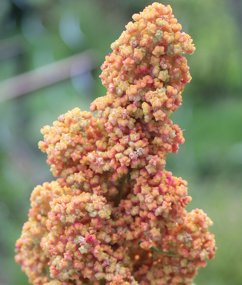 quinoa arc en ciel 1208.JPG