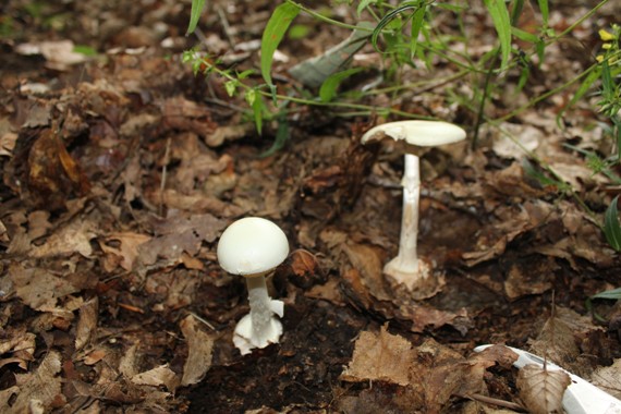 amanita sp 1708.jpg