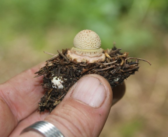 amanite bb 1708.jpg
