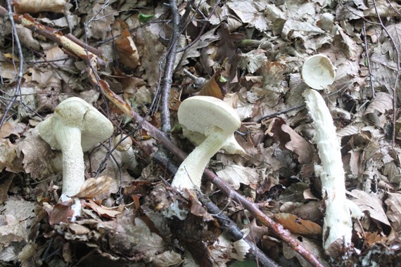 bolets sp 1708.jpg