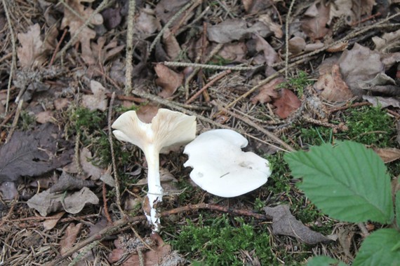 clytocibe blanc 1708.jpg