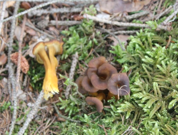 chanterelle en tube A 1708.jpg