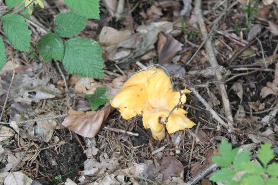 girolle 1708.jpg