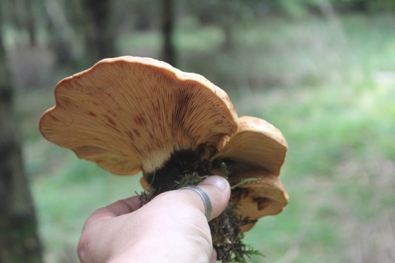 paxille a pied noir 1708.jpg