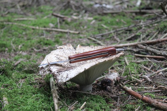 leucopaxille gigantesque 1708.jpg