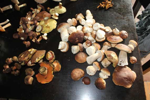 recolte cepes 1708.jpg