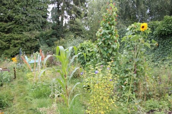 potager B 2208.jpg