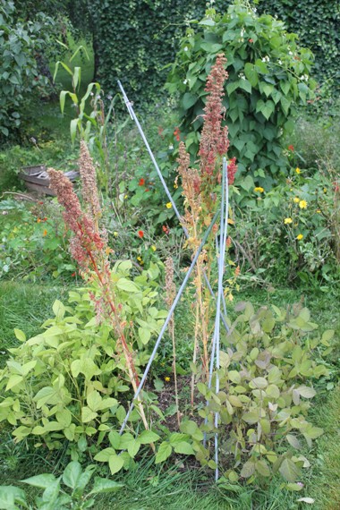 quinoa-soja 2208.jpg