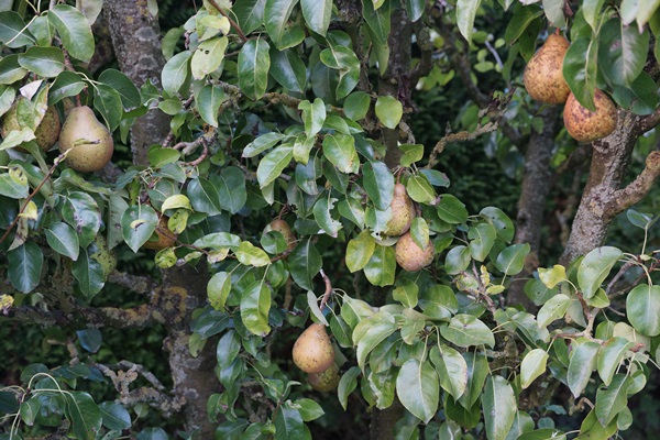 DSC03000.JPG