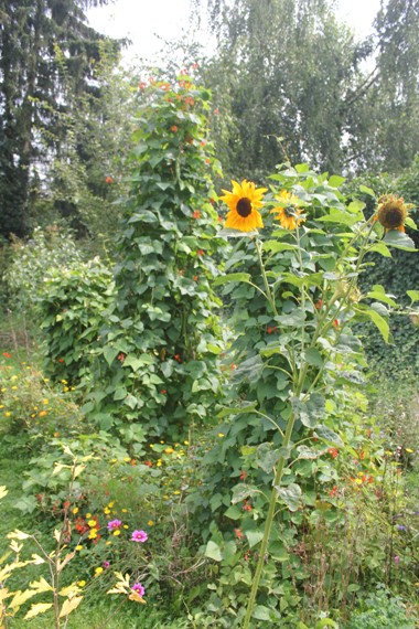 tipis haricots 0909.jpg
