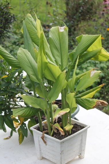 curcuma 0909.jpg