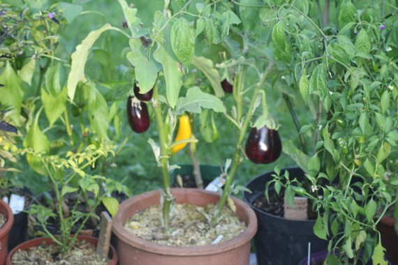 aubergines pot 1209.jpg