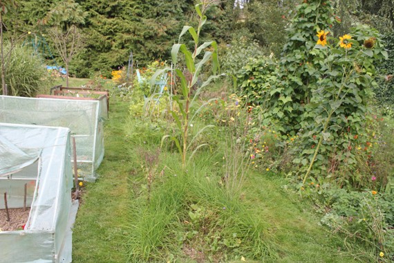 potager C 0909.jpg