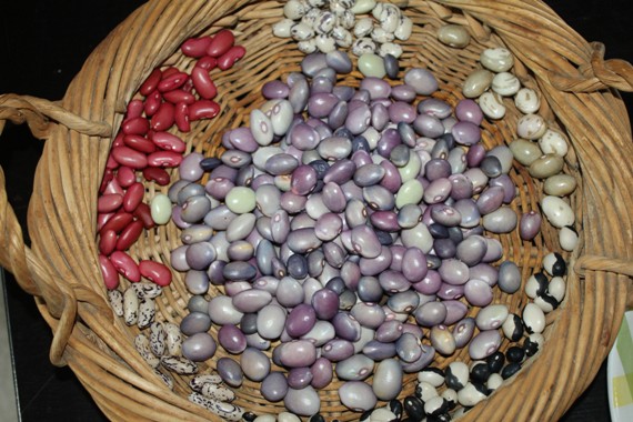 haricots recolte 2109.jpg