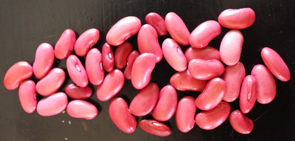 haricots Canadian wonder 2109.jpg