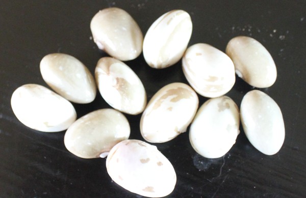 haricots Kanawhake Mohawk 2109.jpg