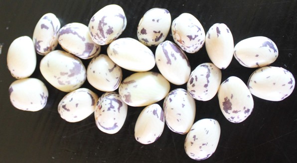 Haricots Prolifique Bicolore 2109.jpg