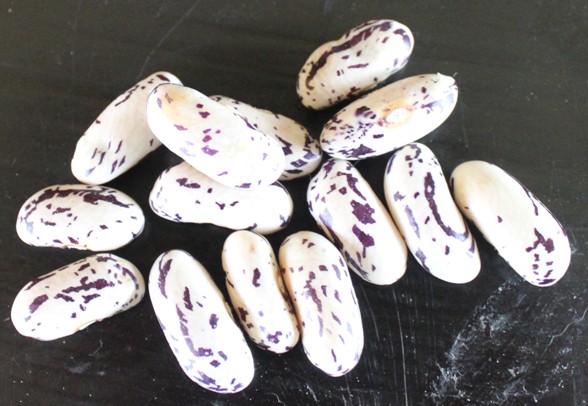 haricots Thibode de Beauce 2109.jpg