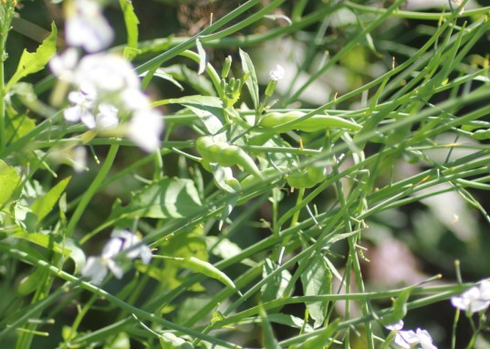 daikon fruits 2109.jpg