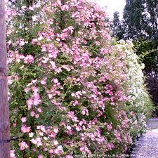 Voici Kew Rambler