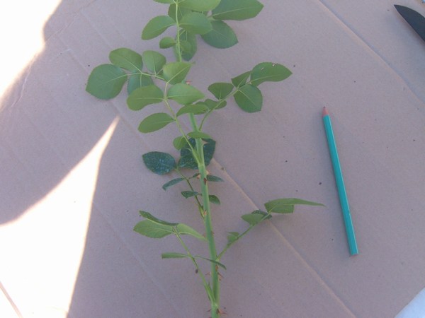 mini-DSCF1839.JPG