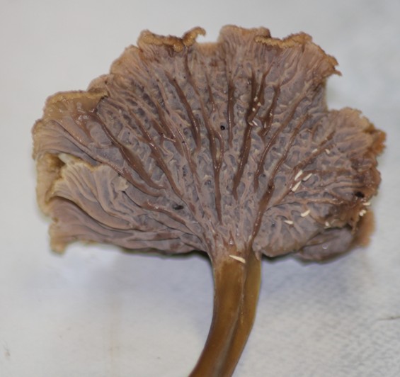 chanterelle en tube 0510.jpg