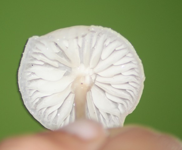 Oudemansiella mucida 0510.jpg