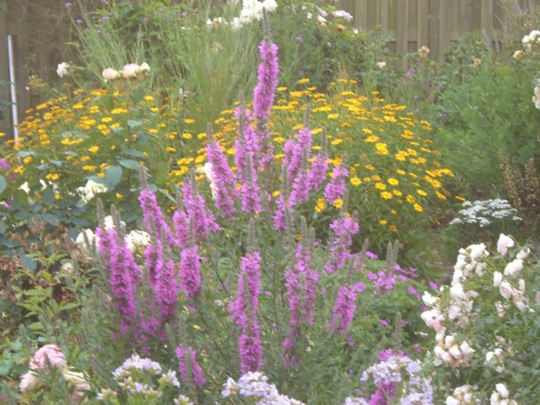 Lythrum Salicaria