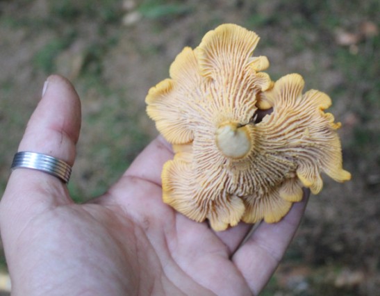 girolle dessous 1808.jpg