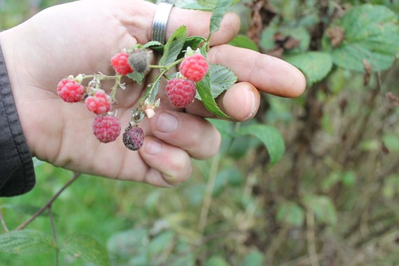framboise 0111.jpg