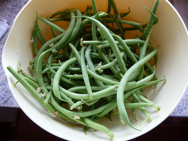 haricots verts " braimar"