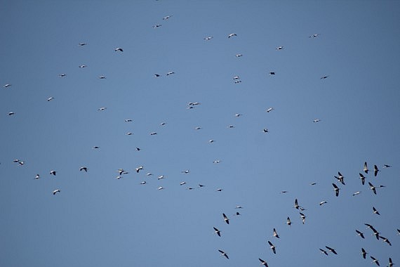 grues 0811.jpg