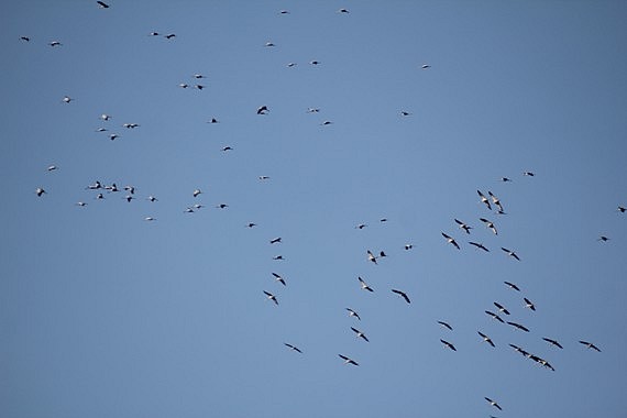 grues B 0811.jpg